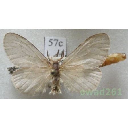 Sterrhopterix standfussi (Wocke, 1851) Russia57c